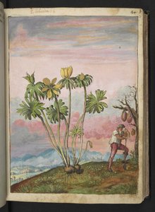 Eranthis hyemalis, fra "Paintings of Flora of the Roman States" av Gherardo Cibo, Add MS 22333, f038r, c.1564-84 (akvarell og gouache på papir) av Gherardo Cibo