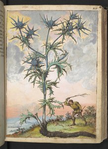 Eryngium maritimum, fra "Paintings of Flora of the Roman States" av Gherardo Cibo, Add MS 22333, f047r, c.1564-84 (akvarell og gouache på papir) av Gherardo Cibo