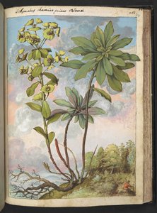 Euphorbia amygdaloides eller Euphorbia characias, fra "Paintings of Flora of the Roman States" av Gherardo Cibo, Add MS 22333, f154r, c.1564-84 (akvarell og gouache på papir) av Gherardo Cibo