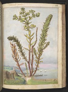 Euphorbia paralias, fra "Paintings of Flora of the Roman States" av Gherardo Cibo, Add MS 22333, f155r, c.1564-84 (akvarell og gouache på papir)