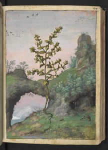 Euphrasia officinalis, fra "Paintings of Flora of the Roman States" av Gherardo Cibo, Add MS 22333, f041r, c.1564-84 (akvarell og gouache på papir) av Gherardo Cibo
