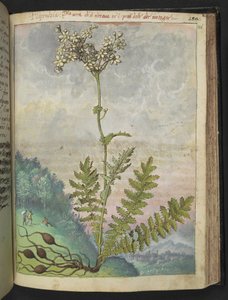 Filipendula vulgari, fra "Paintings of Flora of the Roman States" av Gherardo Cibo, Add MS 22333, f146r, c.1564-84 (akvarell og gouache på papir) av Gherardo Cibo