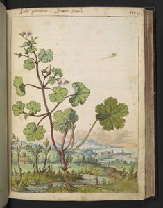Geranium rotundifolium: En plante med rosa blomster. , fra "Paintings of Flora of the Roman States" av Gherardo Cibo, Add MS 22333, f098r, c.1564-84 (akvarell og gouache på papir) av Gherardo Cibo