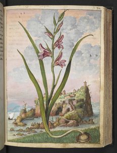 Gladiolus Italicus, fra "Paintings of Flora of the Roman States" av Gherardo Cibo, Add MS 22333, f072r, c.1564-84 (akvarell og gouache på papir) av Gherardo Cibo