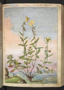 Helianthemum nummularium, fra "Paintings of Flora of the Roman States" av Gherardo Cibo, Add MS 22333, f055r, c.1564-84 (akvarell og gouache på papir) av Gherardo Cibo