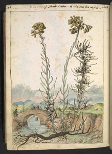 Helichrysum italicum: en plante med gule knopper, fra "Paintings of Flora of the Roman States" av Gherardo Cibo, Add MS 22333, f176v, c.1564-84 (akvarell og gouache på papir)