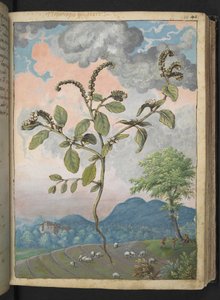 Heliotropium europeanum, fra "Paintings of Flora of the Roman States" av Gherardo Cibo, Add MS 22333, f044r, c.1564-84 (akvarell og gouache på papir) av Gherardo Cibo
