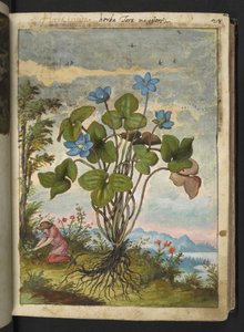 Hepatica nobilis: a plant with blue petals and a person digging or talking cuttings, from "Paintings of Flora of the Roman States" by Gherardo Cibo, Add MS 22333, f032r, c.1564-84 (watercolor & gouache on paper)   1352787   no       norwegian Successfully 