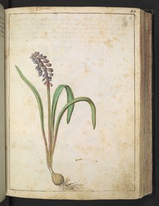 Hyacinthus, fra "Paintings of Flora of the Roman States" av Gherardo Cibo, Add MS 22333, f060r, c.1564-84 (akvarell og gouache på papir) av Gherardo Cibo