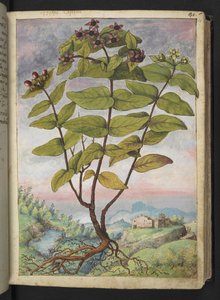 Hypericum hircinum, fra "Paintings of Flora of the Roman States" av Gherardo Cibo, Add MS 22333, f034r, c.1564-84 (akvarell og gouache på papir) av Gherardo Cibo