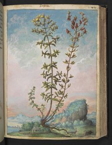 Hypericum perforatum, fra "Paintings of Flora of the Roman States" av Gherardo Cibo, Add MS 22333, f083r, c.1564-84 (akvarell og gouache på papir) av Gherardo Cibo