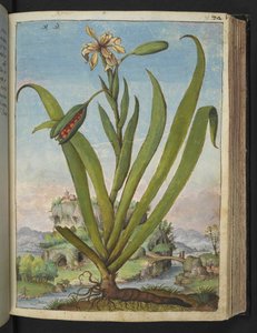 Iris Foetidissima: Blomstrende plante med frøkapsler, fra "Paintings of Flora of the Roman States" av Gherardo Cibo, Add MS 22333, f073r, ca.1564-84 (akvarell og gouache på papir)