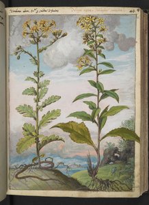 Jacobaeae vulgaris et Senecio ovatu, fra "Paintings of Flora of the Roman States" av Gherardo Cibo, Add MS 22333, f046r, c.1564-84 (akvarell og gouache på papir) av Gherardo Cibo