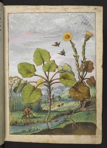 Ligularia tussilaginea (Leopardplante), fra "Paintings of Flora of the Roman States" av Gherardo Cibo, Add MS 22333, f011r, c.1564-84 (akvarell og gouache på papir)