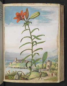 Lilium bulbiferum: En plante med røde kronblad, fra "Paintings of Flora of the Roman States" av Gherardo Cibo, Add MS 22333, f080r, c.1564-84 (akvarell og gouache på papir) av Gherardo Cibo