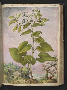 Lunaria redivivia, fra "Paintings of Flora of the Roman States" av Gherardo Cibo, Add MS 22333, f124r, c.1564-84 (akvarell og gouache på papir) av Gherardo Cibo