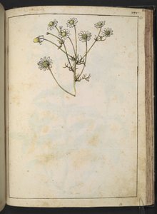 Matricaria chamomilla (Camomile), fra "Paintings of Flora of the Roman States" av Gherardo Cibo, Add MS 22333, f163r, c.1564-84 (akvarell og gouache på papir) av Gherardo Cibo