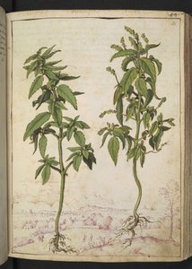 Mercurialis annua, fra "Paintings of Flora of the Roman States" av Gherardo Cibo, Add MS 22333, f056r, c.1564-84 (akvarell og gouache på papir) av Gherardo Cibo