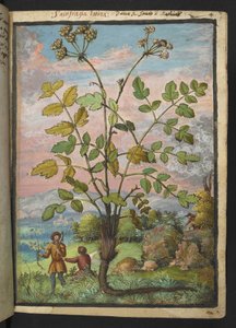 Oenanthe crocata, fra "Paintings of Flora of the Roman States" av Gherardo Cibo, Add MS 22333, f008r, c.1564-84 (akvarell og gouache på papir) av Gherardo Cibo