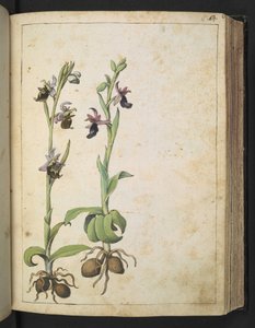 Orchis: En plante med hvite og rosa blomster, fra "Paintings of Flora of the Roman States" av Gherardo Cibo, Add MS 22333, f066r, c.1564-84 (akvarell og gouache på papir) av Gherardo Cibo