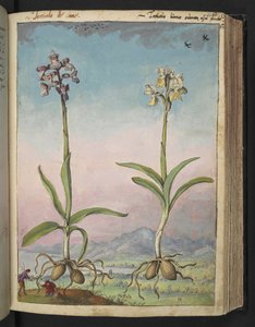 Orchis pallens: To blomstrende planter, fra "Paintings of Flora of the Roman States" av Gherardo Cibo, Add MS 22333, f064r, c.1564-84 (akvarell og gouache på papir) av Gherardo Cibo