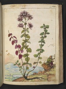 Origanum vulgare, fra "Paintings of Flora of the Roman States" av Gherardo Cibo, Add MS 22333, f130r, c.1564-84 (akvarell og gouache på papir) av Gherardo Cibo