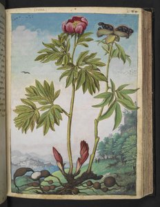 Paeonia officinalis, fra "Paintings of Flora of the Roman States" av Gherardo Cibo, Add MS 22333, f085r, c.1564-84 (akvarell og gouache på papir)