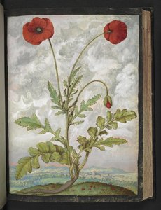 Papaver rhoeas (valmuer), fra "Paintings of Flora of the Roman States" av Gherardo Cibo, Add MS 22333, f107r, c.1564-84 (akvarell og gouache på papir) av Gherardo Cibo