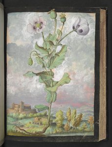 Papaver somniferum: En plante med hvite kronblad, fra "Paintings of Flora of the Roman States" av Gherardo Cibo, Add MS 22333, f108r, c.1564-84 (akvarell og gouache på papir) av Gherardo Cibo