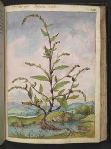 Persicaria hydropiper, fra "Paintings of Flora of the Roman States" av Gherardo Cibo, Add MS 22333, f152r, c.1564-84 (akvarell og gouache på papir) av Gherardo Cibo
