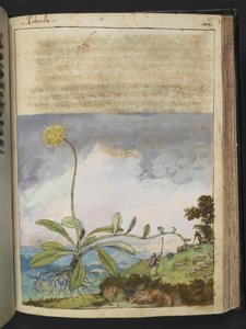 Pilosella officinarum, fra "Paintings of Flora of the Roman States" av Gherardo Cibo, Add MS 22333, f138r, c.1564-84 (akvarell og gouache på papir) av Gherardo Cibo