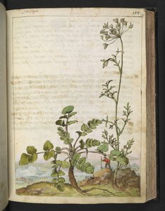 Pimpinella saxifraga, fra "Paintings of Flora of the Roman States" av Gherardo Cibo, Add MS 22333, f101r, c.1564-84 (akvarell og gouache på papir)