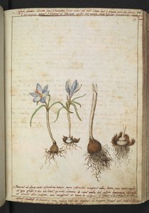 Planter mellom blå blomster, fra "Paintings of Flora of the Roman States" av Gherardo Cibo, Add MS 22333, f058r, c.1564-84 (akvarell og gouache på papir)