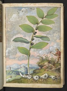 Polygonatum odoratum: En plante. En mann med en hakke, fra "Paintings of Flora of the Roman States" av Gherardo Cibo, Add MS 22333, f025r, c.1564-84 (akvarell og gouache på papir)