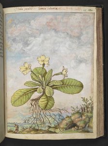 Primula vulgaris, fra "Paintings of Flora of the Roman States" av Gherardo Cibo, Add MS 22333, f128r, c.1564-84 (akvarell og gouache på papir) av Gherardo Cibo
