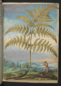 Pteridium aquilinum: En bregne, fra "Paintings of Flora of the Roman States" av Gherardo Cibo, Add MS 22333, f020r, c.1564-84 (akvarell og gouache på papir) av Gherardo Cibo