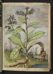 Pulmonaria officinalis, fra "Paintings of Flora of the Roman States" av Gherardo Cibo, Add MS 22333, f028r, c.1564-84 (akvarell og gouache på papir) av Gherardo Cibo