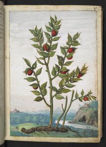 Ruscus aculeatus: En plante som bærer røde bær, fra "Paintings of Flora of the Roman States" av Gherardo Cibo, Add MS 22333, f023r, c.1564-84 (akvarell og gouache på papir)