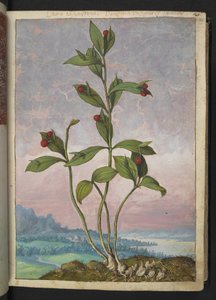Ruscus hypoglossum: En plante som bærer røde bær, fra "Paintings of Flora of the Roman States" av Gherardo Cibo, Add MS 22333, f024r, c.1564-84 (akvarell og gouache på papir)