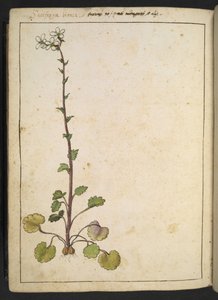 Saxifraga bianca, alpeblomst med hvite kronblad, fra "Paintings of Flora of the Roman States" av Gherardo Cibo, Add MS 22333, f180v, c.1564-84 (akvarell og gouache på papir) av Gherardo Cibo