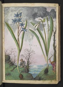 Scilla bifolia og Galanthus nivalis, fra "Paintings of Flora of the Roman States" av Gherardo Cibo, Add MS 22333, f035r, c.1564-84 (akvarell og gouache på papir)