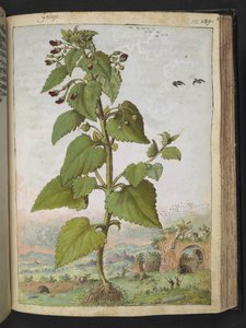 Scrophularia peregrina, fra "Paintings of Flora of the Roman States" av Gherardo Cibo, Add MS 22333, f133r, c.1564-84 (akvarell og gouache på papir)