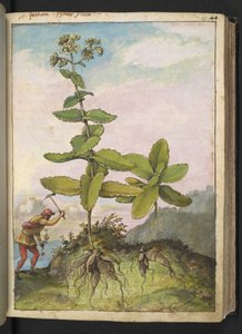 Sedum telephium, fra "Paintings of Flora of the Roman States" av Gherardo Cibo, Add MS 22333, f043r, c.1564-84 (akvarell og gouache på papir) av Gherardo Cibo