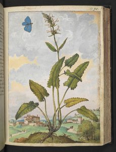 Stachys officinalis, fra "Paintings of Flora of the Roman States" av Gherardo Cibo, Add MS 22333, f093r, c.1564-84 (akvarell og gouache på papir)