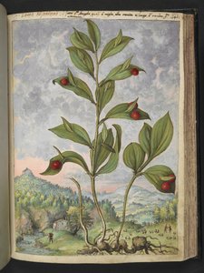 Streptopus amplexifolius (vridd stilk), fra "Paintings of Flora of the Roman States" av Gherardo Cibo, Add MS 2233, f135r, c.1564-84 (akvarell og gouache på papir) av Gherardo Cibo