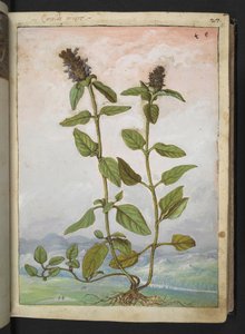 Symphytum bulbosum (Bulbous Comfrey), fra "Paintings of Flora of the Roman States" av Gherardo Cibo, Add MS 22333, f031r, c.1564-84 (akvarell og gouache på papir) av Gherardo Cibo