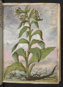 Symphytum officinale (Comfrey), fra "Paintings of Flora of the Roman States" av Gherardo Cibo, Add MS 22333, f029r, c.1564-84 (akvarell og gouache på papir) av Gherardo Cibo