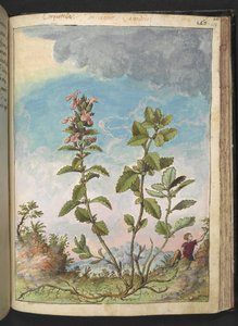 Teucrium chamaedrys (Wall Germander), fra "Paintings of Flora of the Roman States" av Gherardo Cibo, Add MS 22333, f159r, c.1564-84 (akvarell og gouache på papir) av Gherardo Cibo