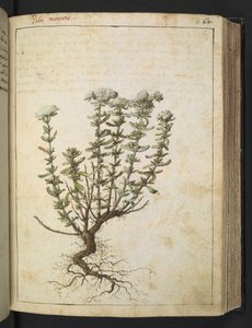 Teucrium montanum, fra "Paintings of Flora of the Roman States" av Gherardo Cibo, Add MS 22333, f068r, c.1564-84 (akvarell og gouache på papir) av Gherardo Cibo