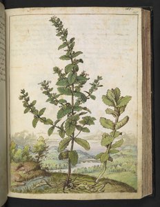 Teucrium scordium, fra "Paintings of Flora of the Roman States" av Gherardo Cibo, Add MS 22333, f105r, c.1564-84 (akvarell og gouache på papir) av Gherardo Cibo